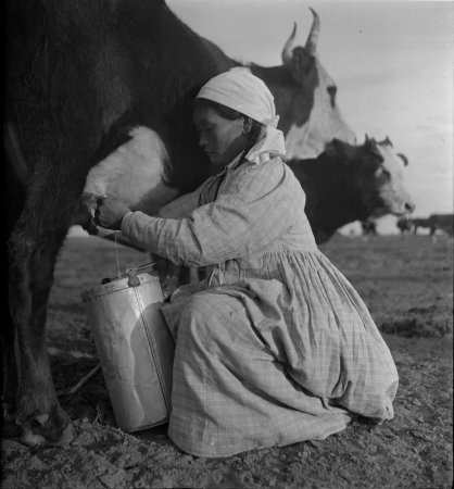 Кочевые народы Юга России: калмыки, ногайцы и туркмены  в 1920-е гг.